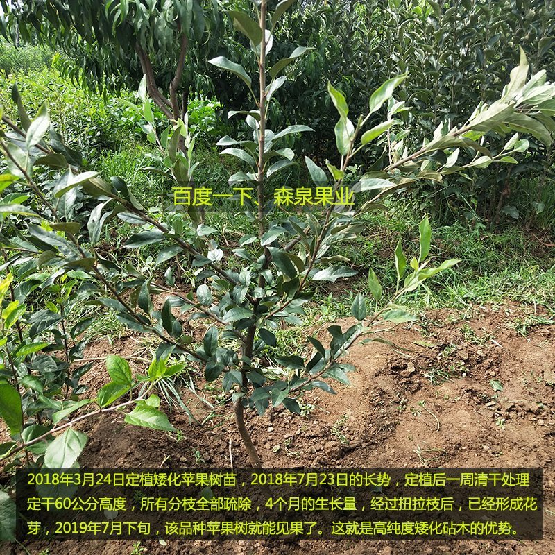 鲁丽苹果树苗，矮化苹果苗
