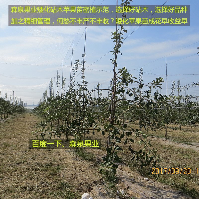 鲁丽苹果树苗，矮化苹果苗