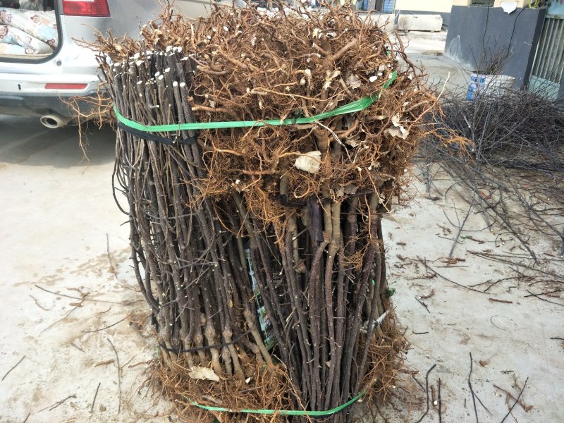 鲁丽苹果树苗，矮化苹果苗
