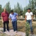 鲁丽苹果树苗，矮化苹果苗