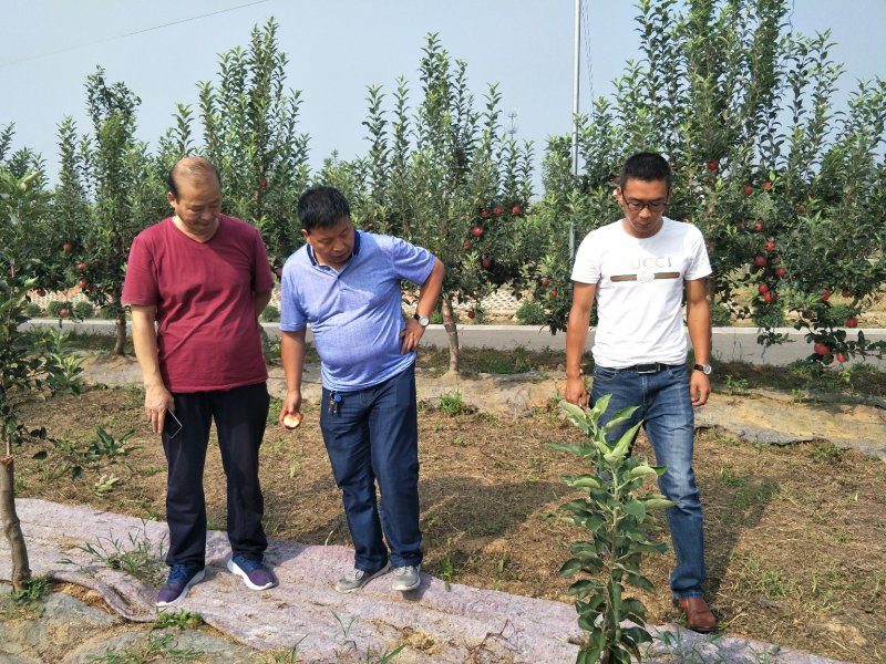 鲁丽苹果树苗，矮化苹果苗