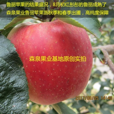 鲁丽苹果树苗，矮化苹果苗