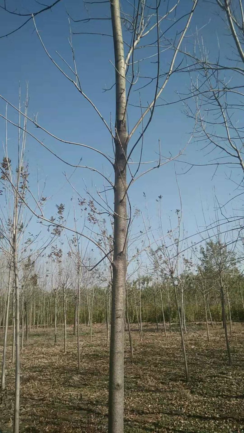 白蜡，国槐，法桐，西府海棠，等等