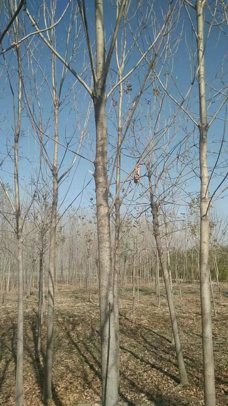 白蜡，国槐，法桐，西府海棠，等等