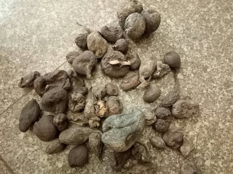 乌灵参，鸡枞蛋，雷震子，产地云南