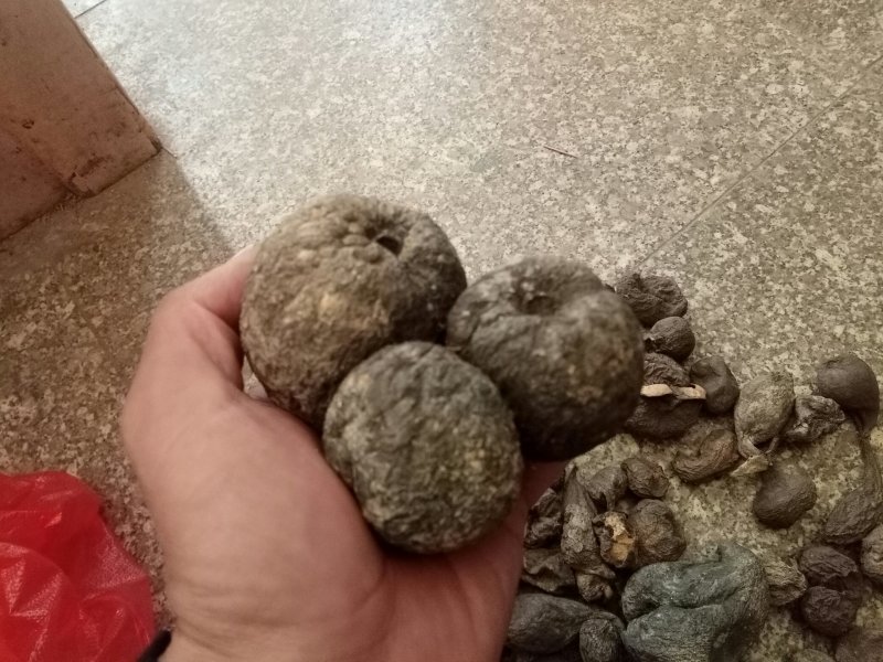 乌灵参，鸡枞蛋，雷震子，产地云南