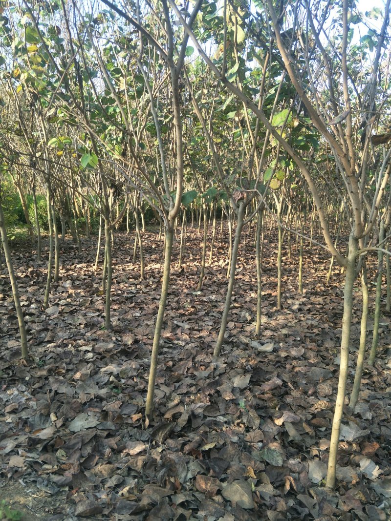 绿化紫荆绿化苗木紫荆花苗紫荆树苗满