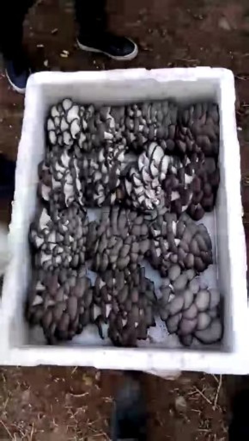鲜平菇，平菇菌包，干平菇大量供货