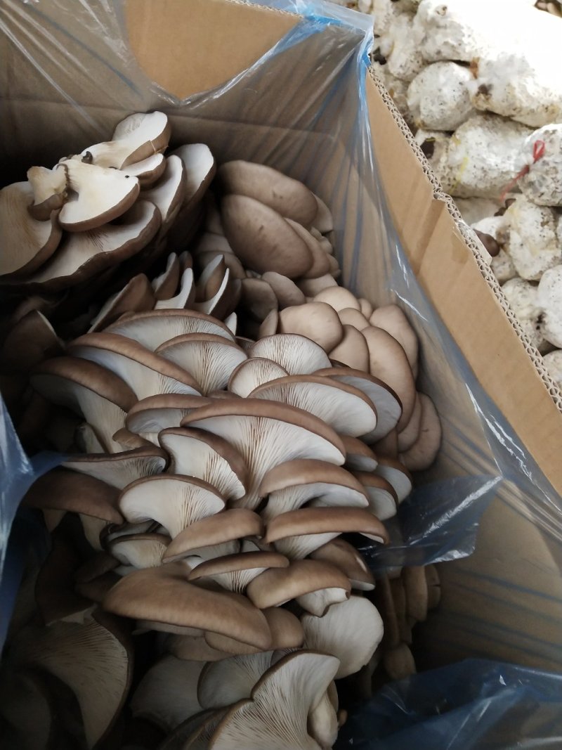 鲜平菇，平菇菌包，干平菇大量供货