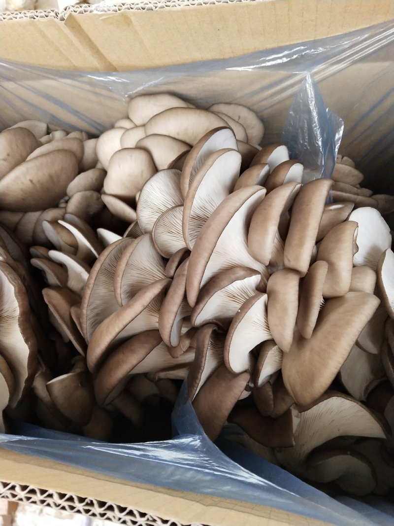 鲜平菇，平菇菌包，干平菇大量供货