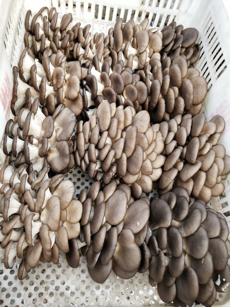 鲜平菇，平菇菌包，干平菇大量供货