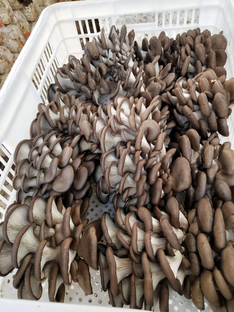 鲜平菇，平菇菌包，干平菇大量供货