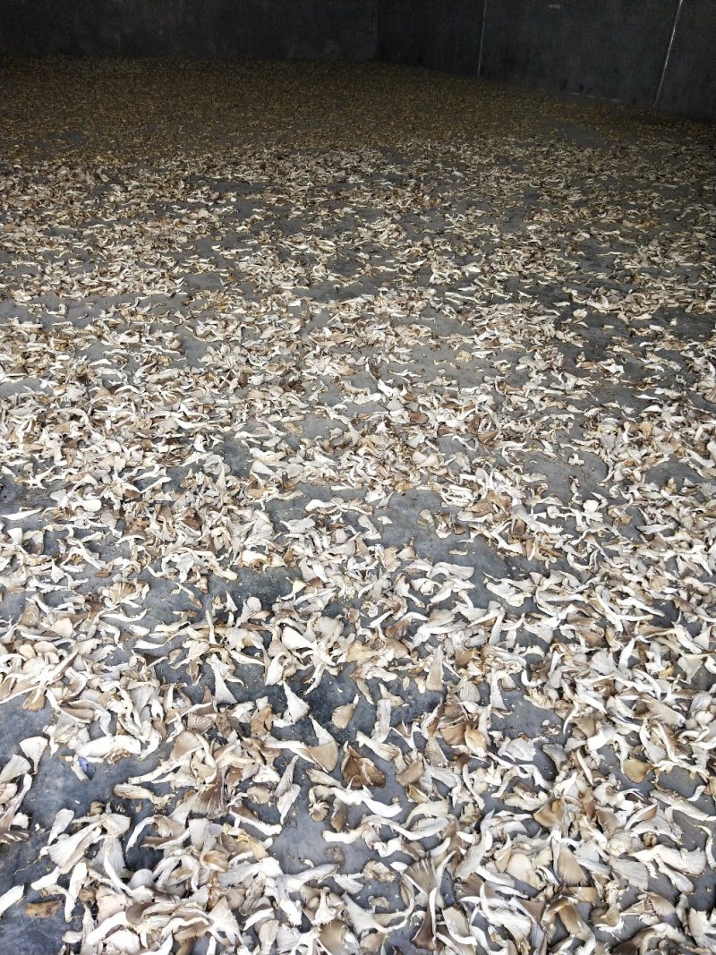鲜平菇，平菇菌包，干平菇大量供货