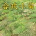 合欢