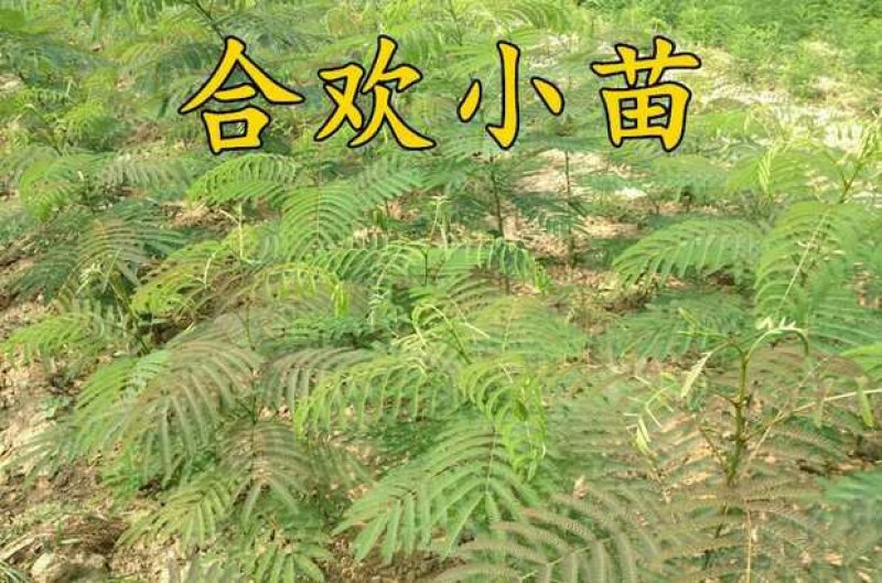 合欢