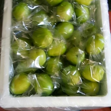 精品台湾大青枣