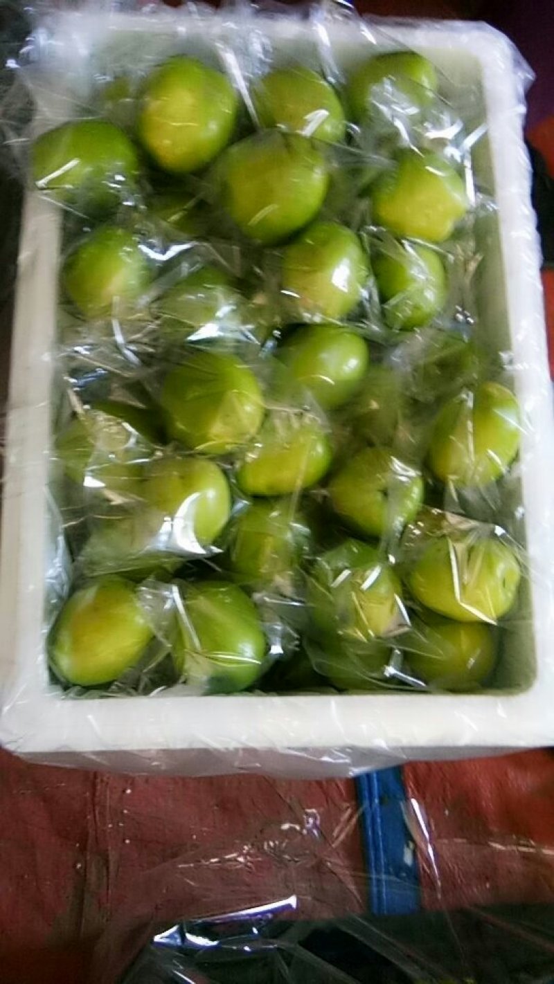 精品台湾大青枣