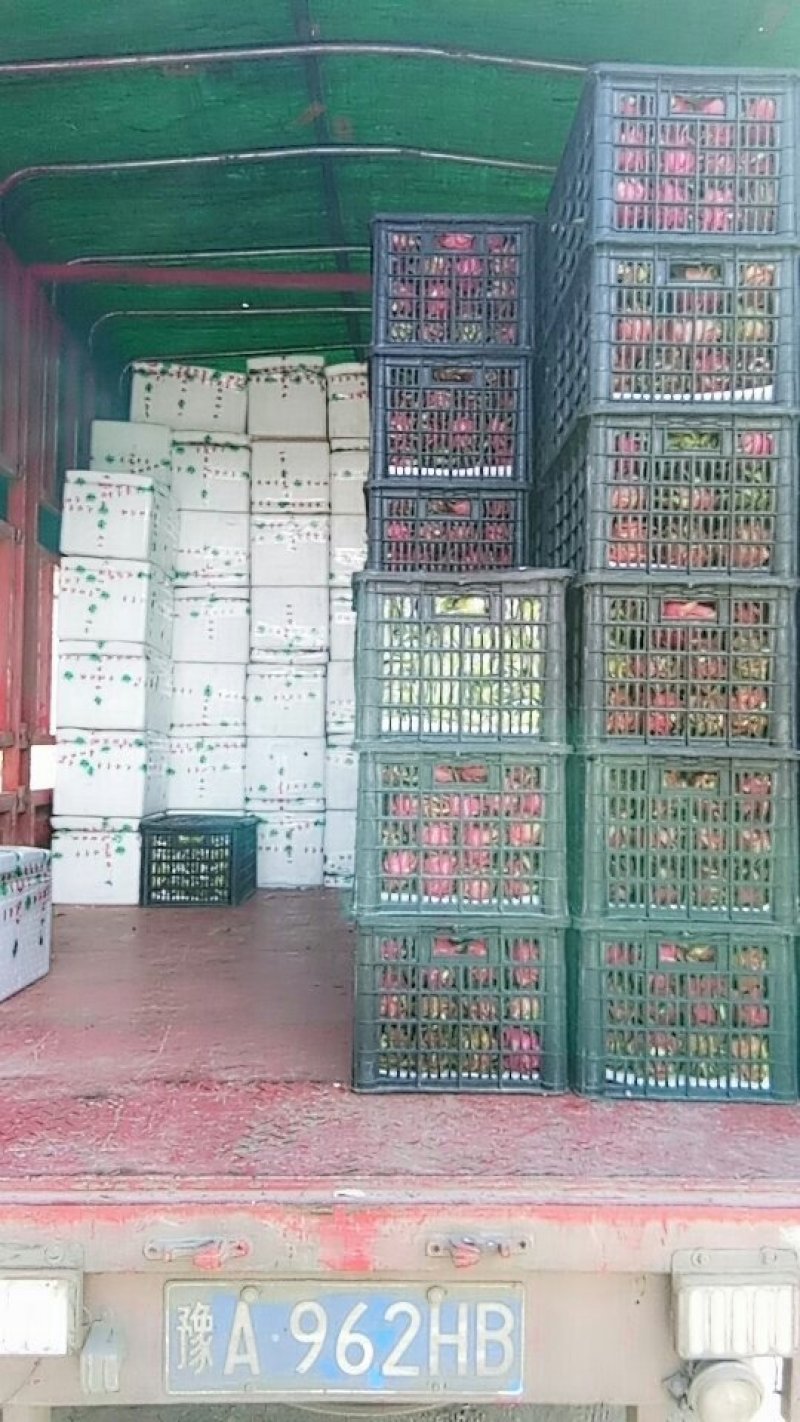 精品台湾大青枣