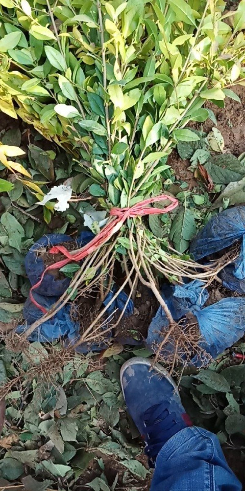 出售小苗
