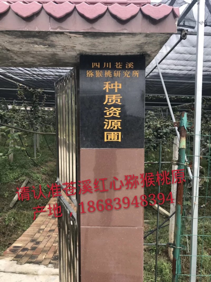 苍溪红心猕猴桃嫁接苗，0.6--0.8公分