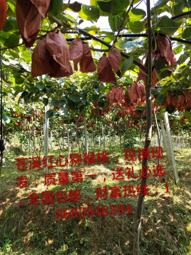 苍溪红心猕猴桃嫁接苗，0.6--0.8公分