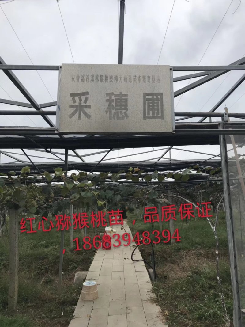 苍溪红心猕猴桃嫁接苗，0.6--0.8公分