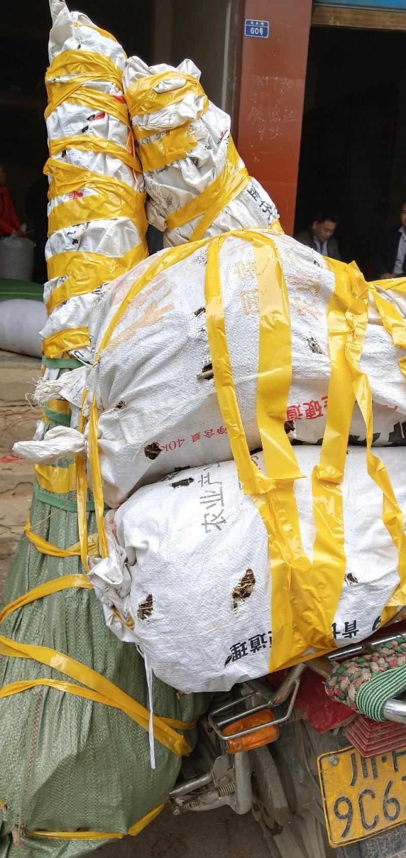 苍溪红心猕猴桃嫁接苗，0.6--0.8公分