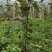 苍溪红心猕猴桃嫁接苗，0.6--0.8公分