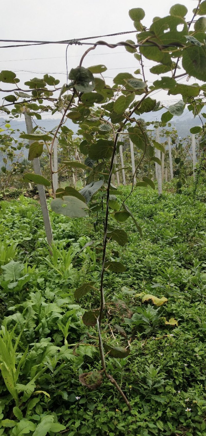 苍溪红心猕猴桃嫁接苗，0.6--0.8公分