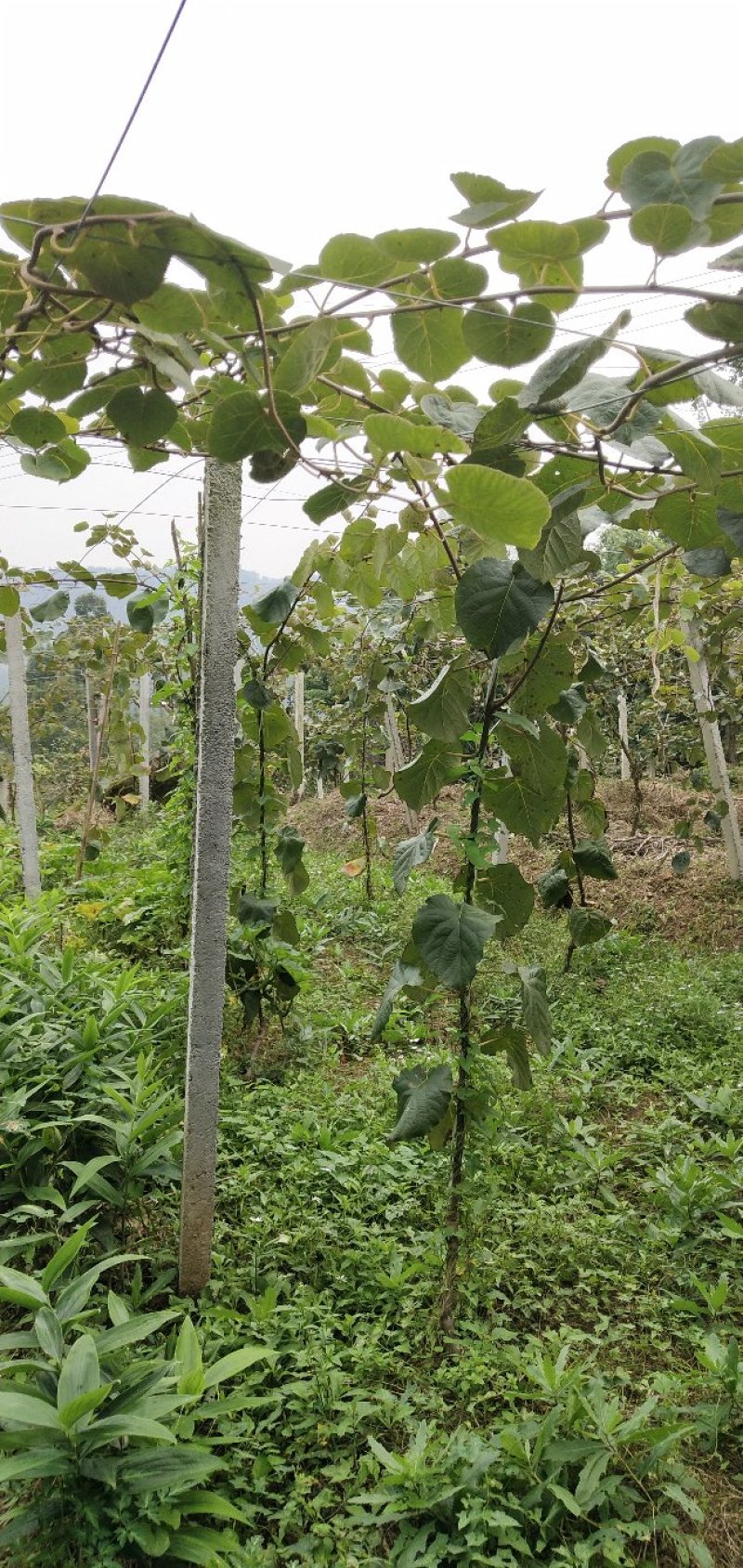 苍溪红心猕猴桃嫁接苗，0.6--0.8公分