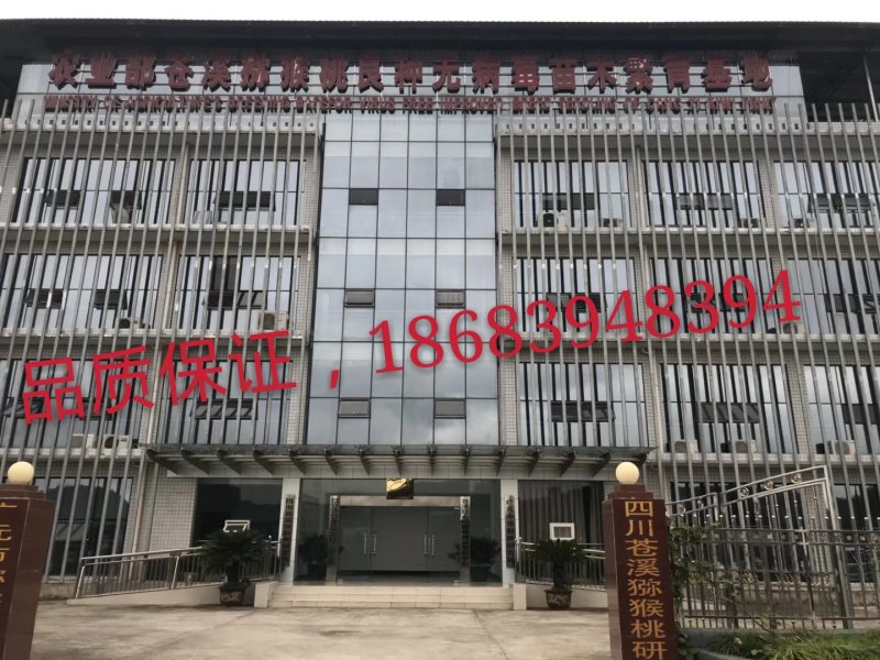 苍溪红心猕猴桃嫁接苗，0.6--0.8公分