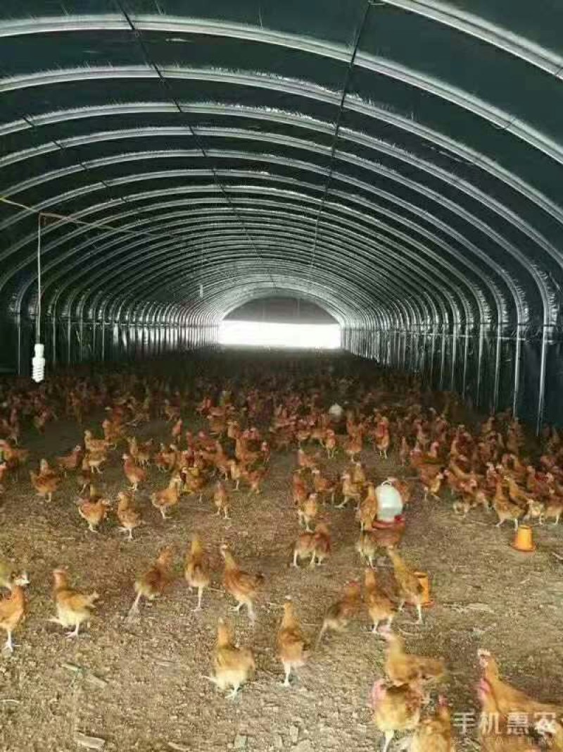 钢架大棚设计专业安装农业种植养殖温室骨架