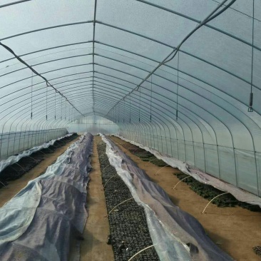 花卉大棚苗木栽培大棚钢架温室