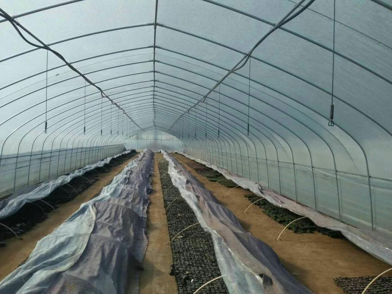 花卉大棚苗木栽培大棚钢架温室
