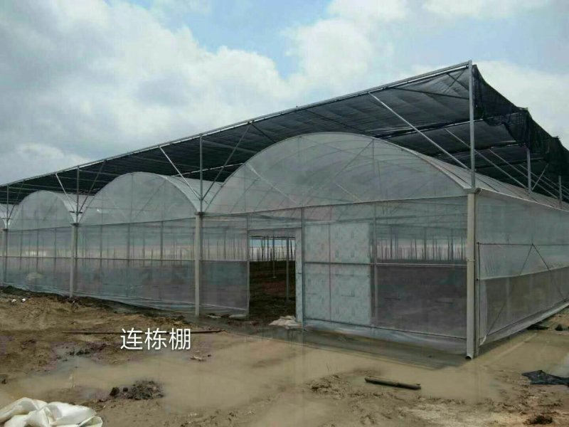 大棚建设单体大棚连栋大棚