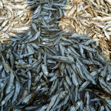 破腹小鱼干