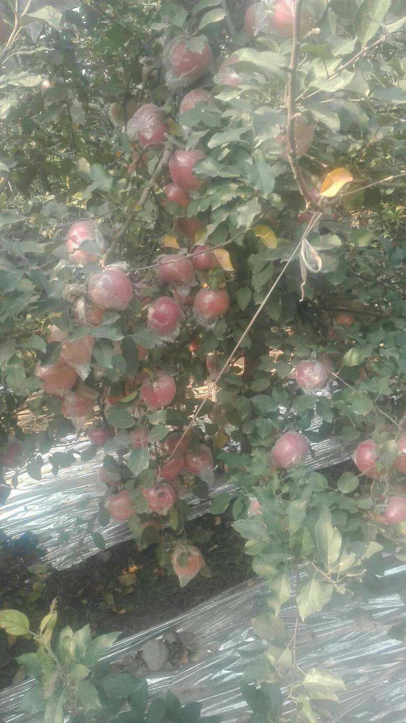 深州水果基地，冰糖心富士苹果产地一手货源质量保证也欢迎