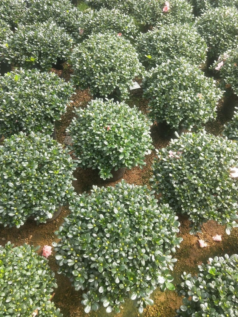 小桃红杜鹃