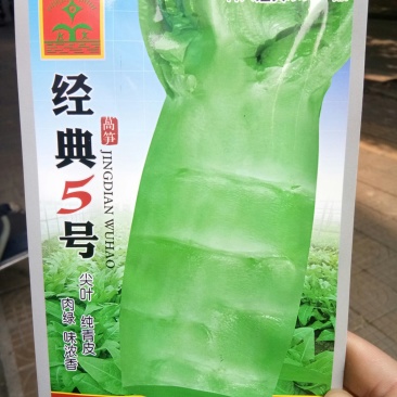 莴笋种子尖叶莴笋种子（科兴经典5号）
