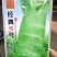 莴笋种子尖叶莴笋种子（科兴经典5号）