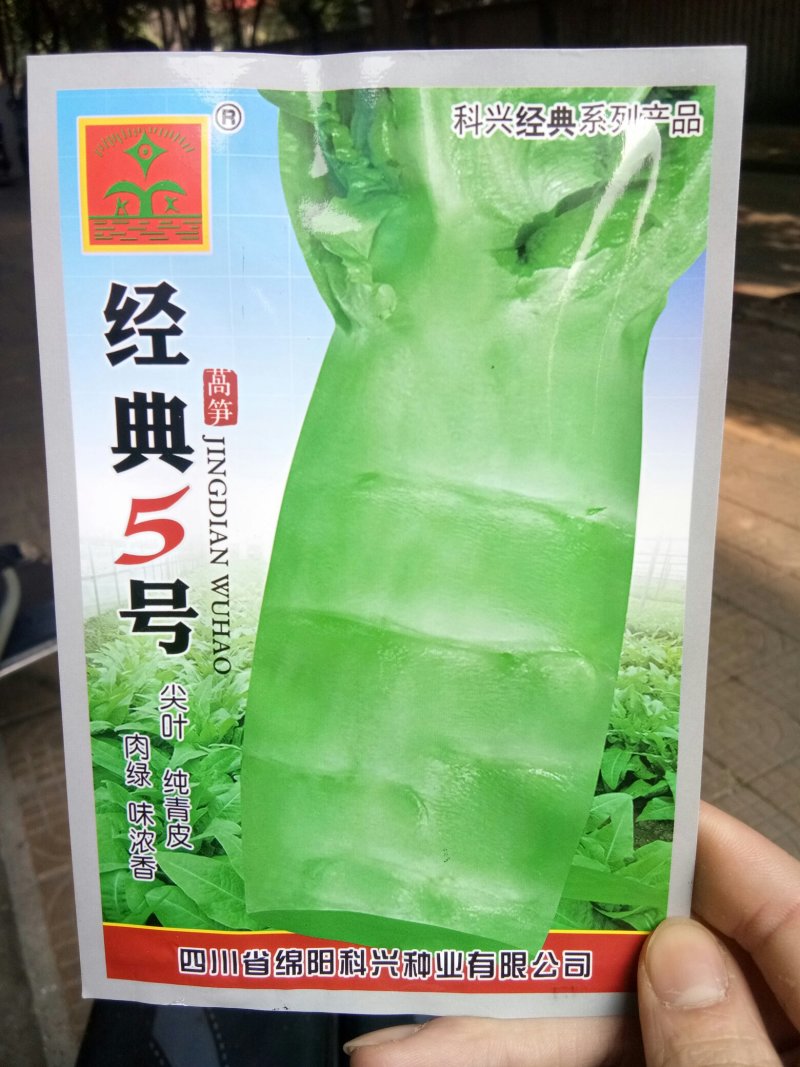 莴笋种子尖叶莴笋种子（科兴经典5号）