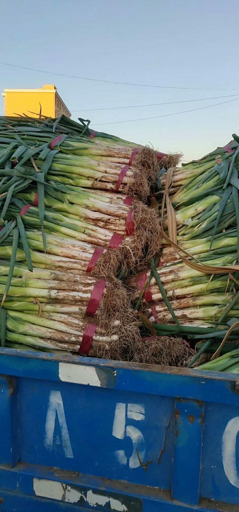 甘蓝菜花