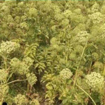 白芍苗丹参苗苍术苗防风苗赤芍苗菊花苗好多品