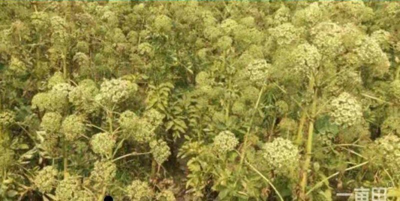 白芍苗丹参苗苍术苗防风苗赤芍苗菊花苗好多品