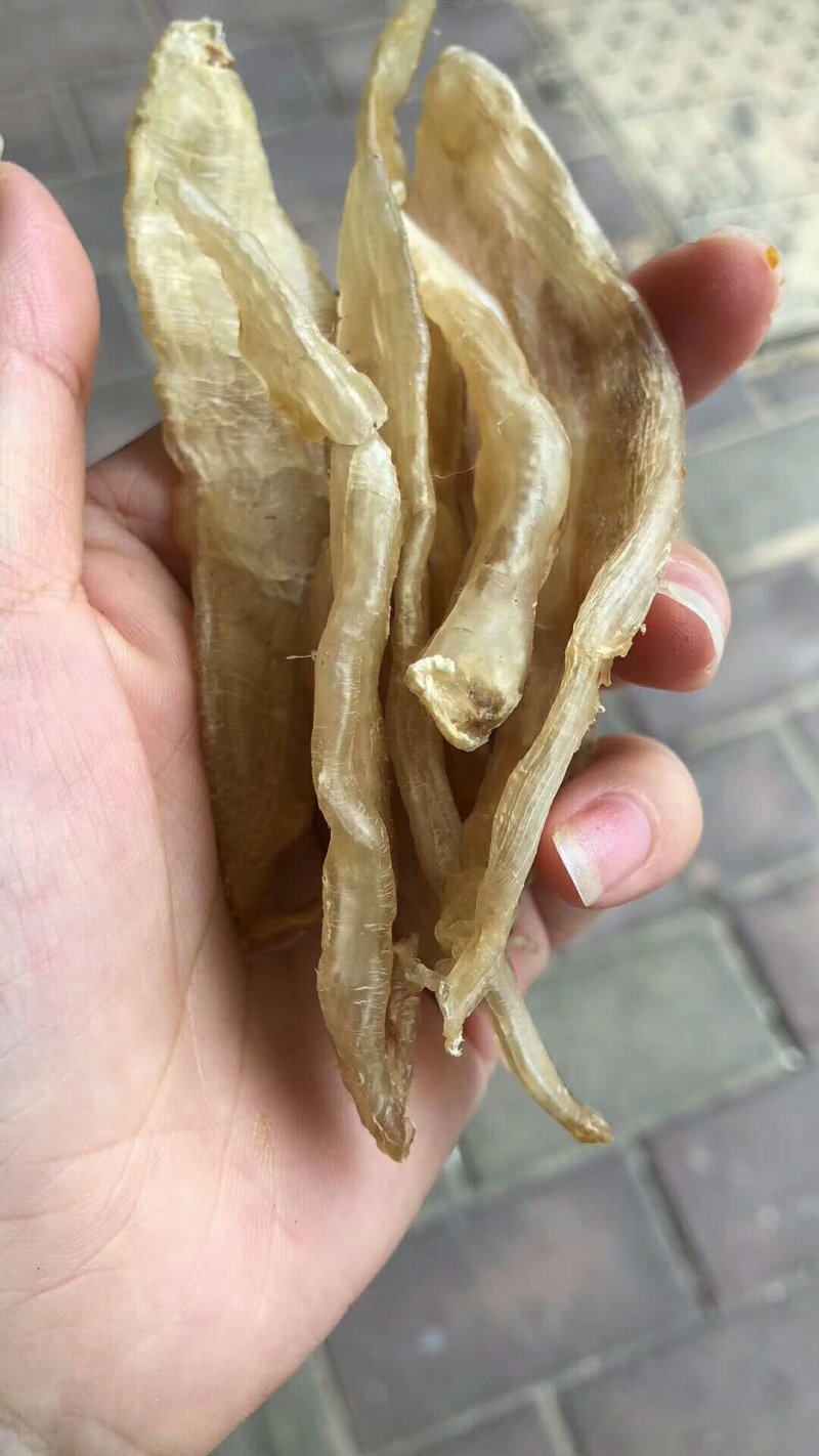 北海鳘鱼胶，清水漂亮