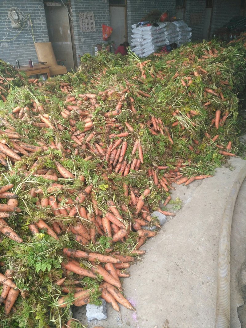 带苗三红萝卜，土货水洗货