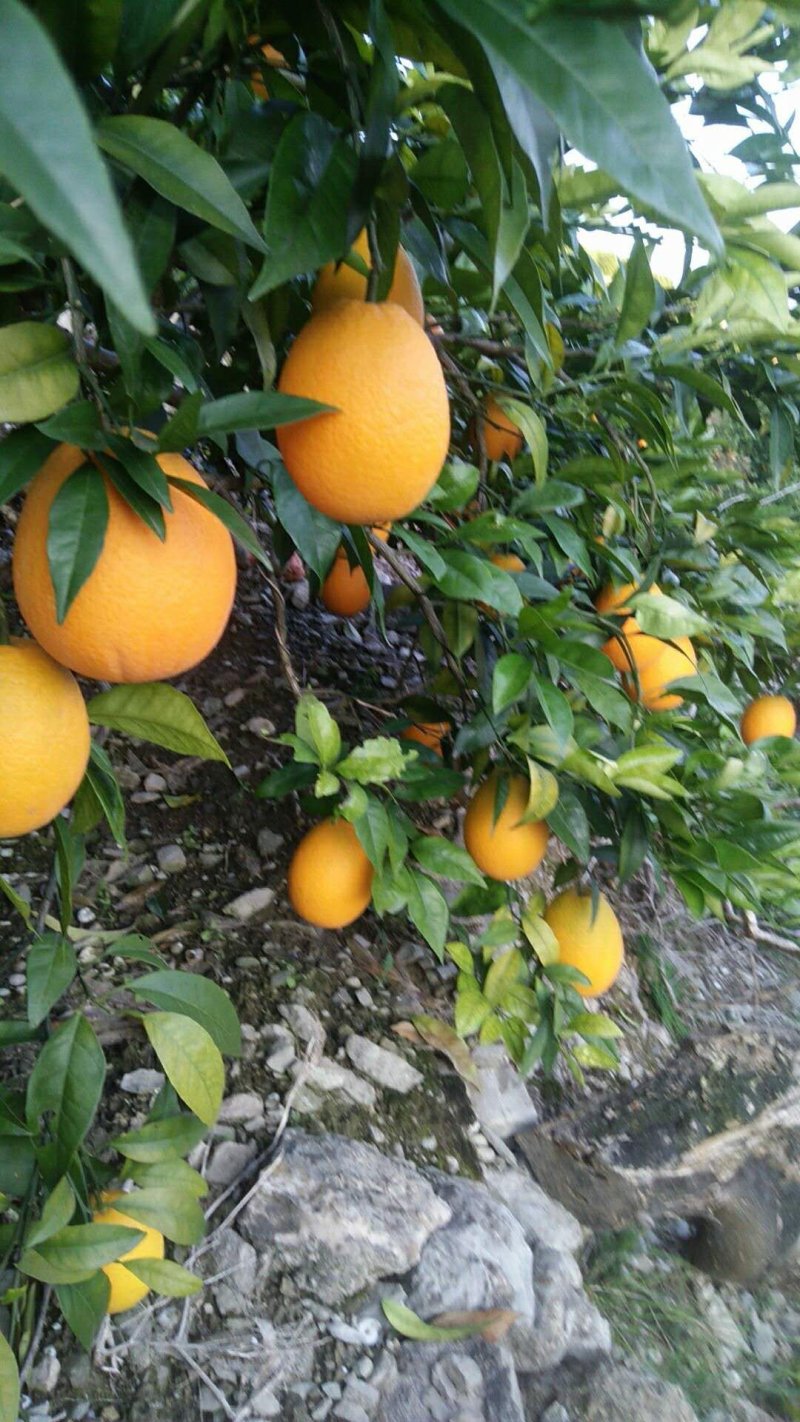 奉节脐橙