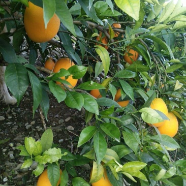 奉节脐橙