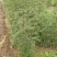 韩城大红袍花椒苗木