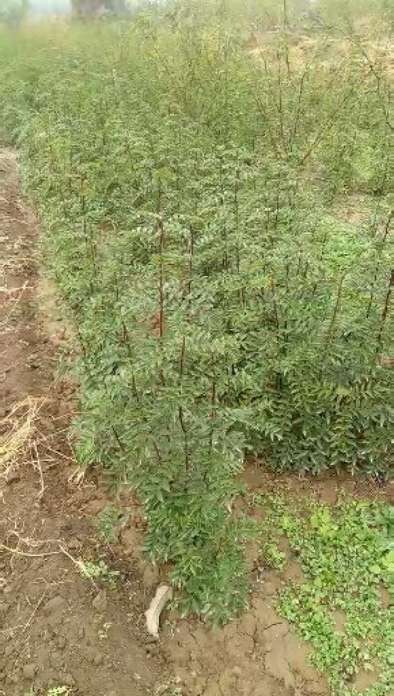 韩城大红袍花椒苗木